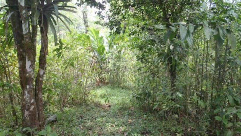 75 Acres wonderland in san rafeal costa rica for 199000 USD great price