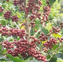 coffee farm homestead costa rica