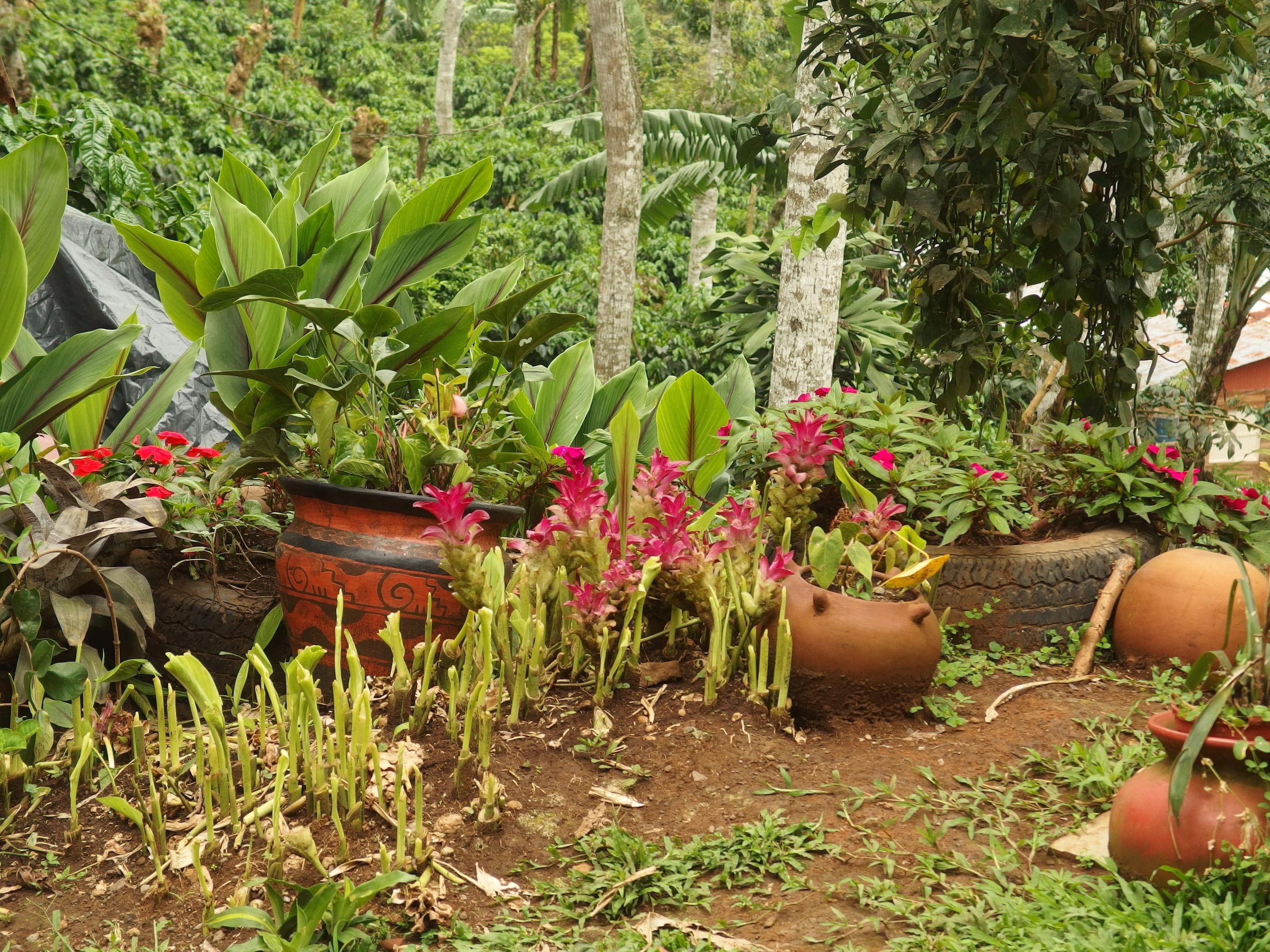 coffee farm homestead costa rica