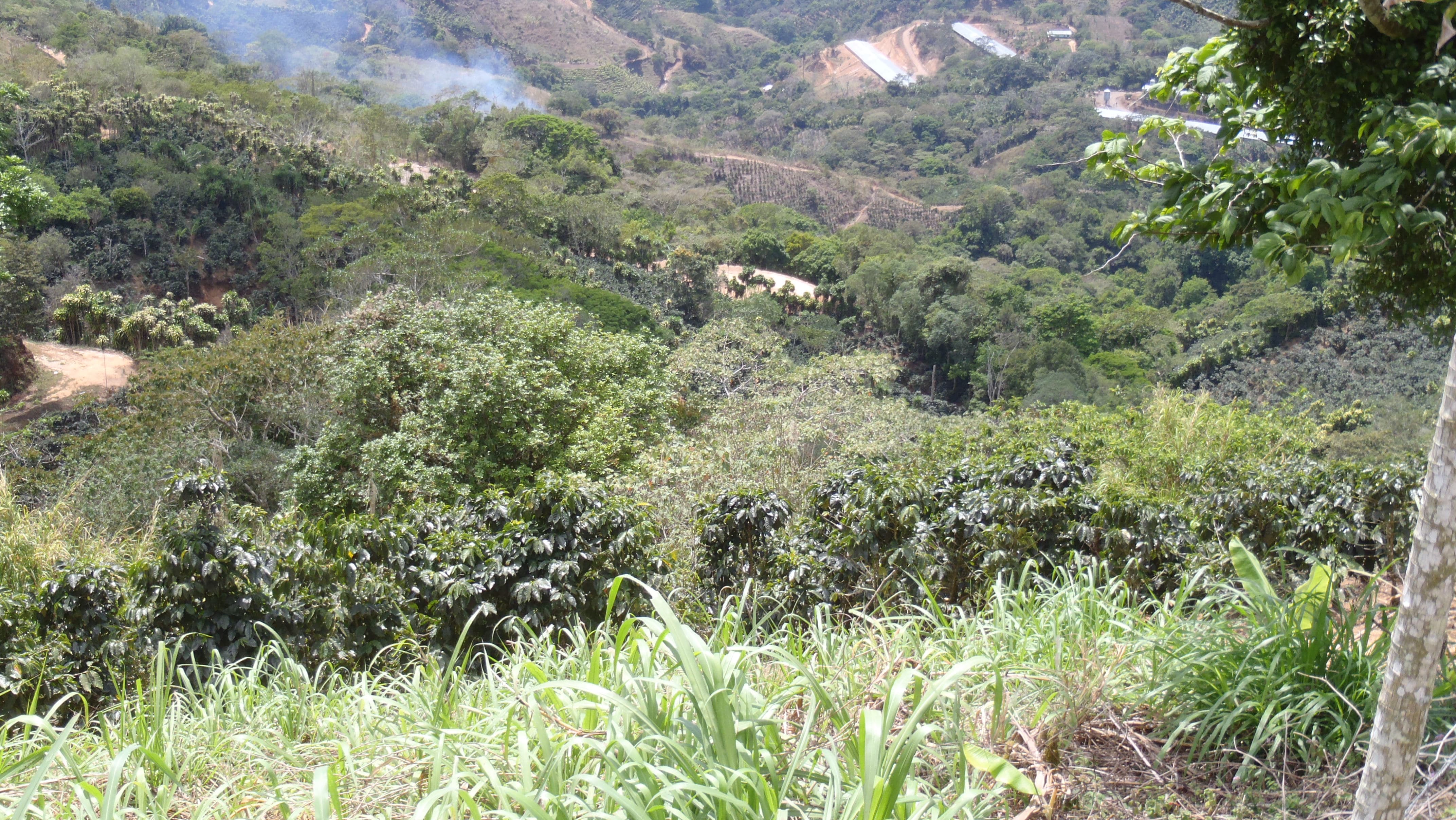 coffee farm homestead costa rica