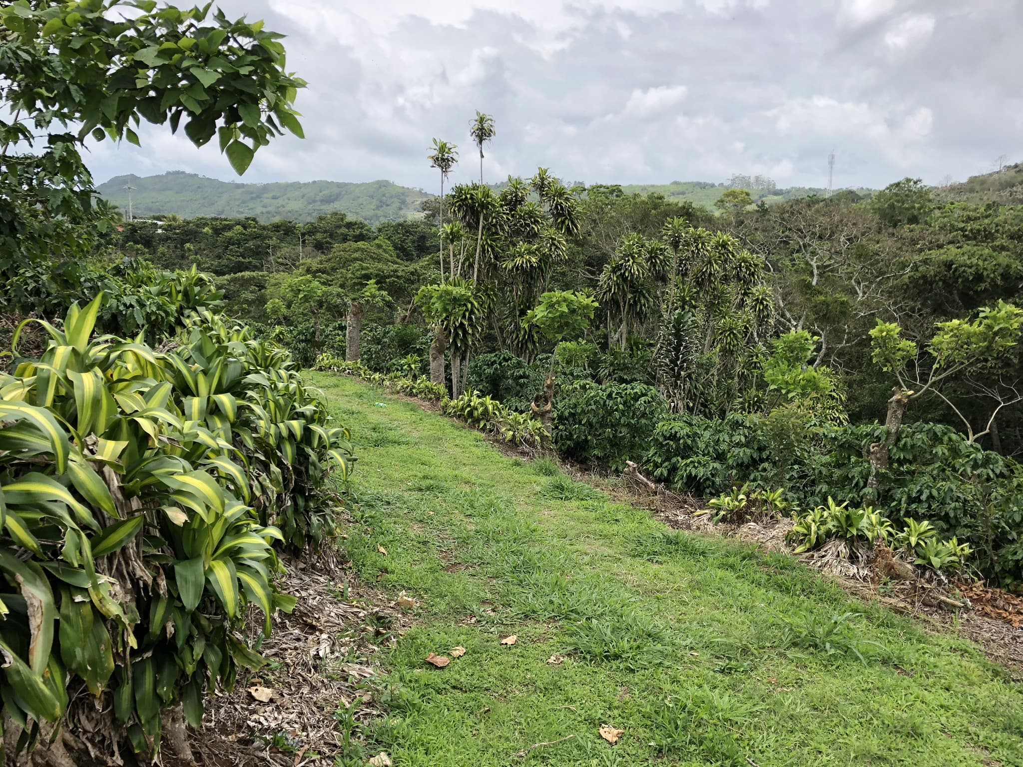 3.5 million dollar coffee farm, investors dream property.