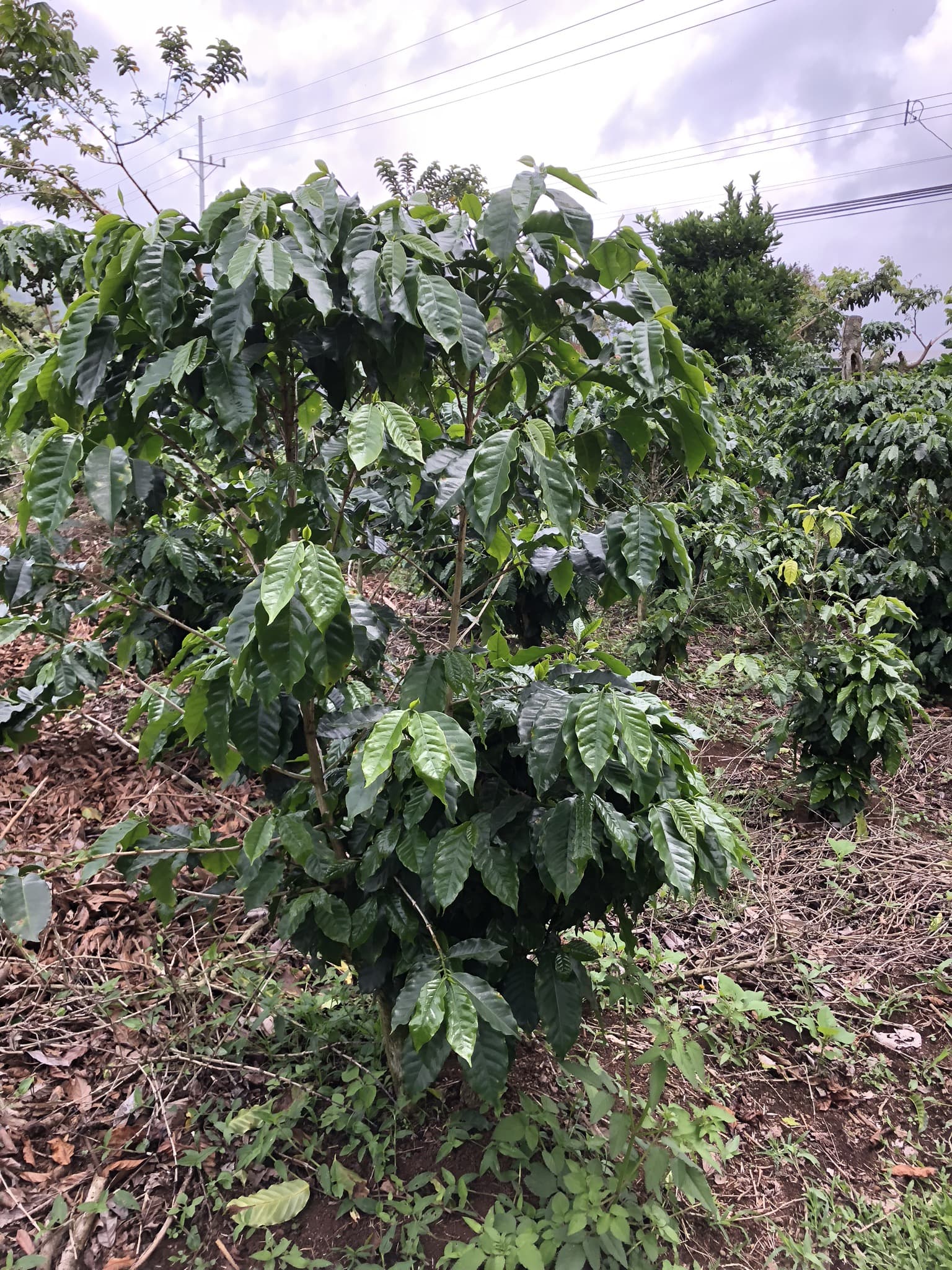 3.5 million dollar coffee farm, investors dream property.