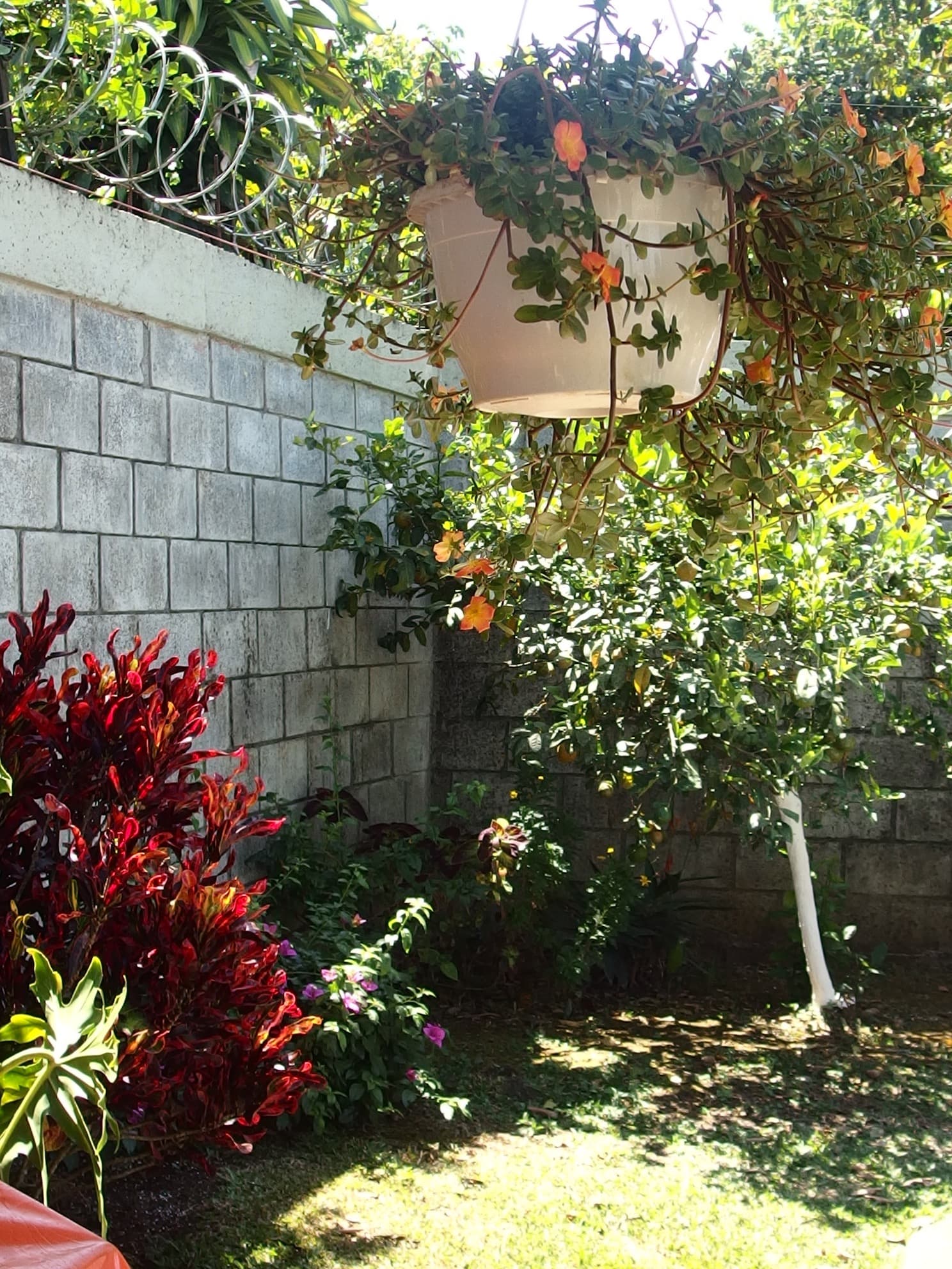Only 155,000USD! house for sale palmares costa rica